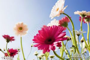 Tranh dán bếp những cành hoa vươn cao