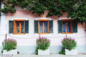 Tranh khung cửa sổ bên dàn dây leo đẹp nhất