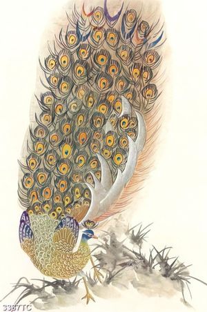 Tranh công xòe đuôi