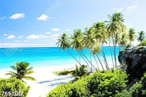 Tranh đảo dừa file chất lượng cao