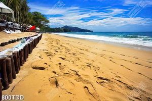 File tranh gốc bãi cát trên biển