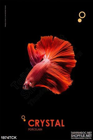 Tranh in canvas chú cá  sim betta đuôi đỏ trên nền màu đen
