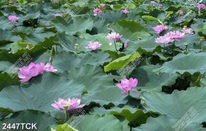 Tranh giả ngọc hoa sen hồng trong hồ cá chép về đêm