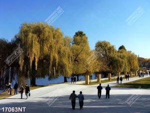Tranh đi dạo bên hổ