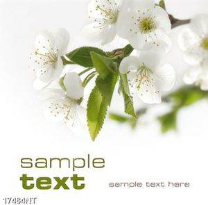 Tranh nghệ thuật in canvas chất lượng cao
