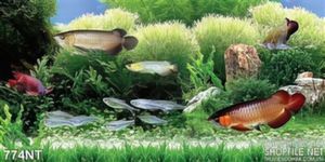 Tranh cá rồng trong bể