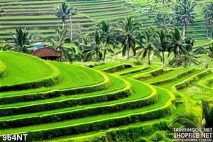 Tranh ruộng lúa vùng cao Tây Bắc