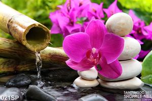 Tranh Spa - Y Khoa