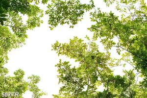 Tranh dán trần in uv những tán cây xanh